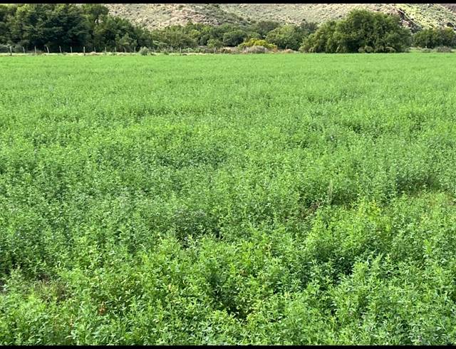 338HA FARM FOR SALE IN LADISMITH RURAL